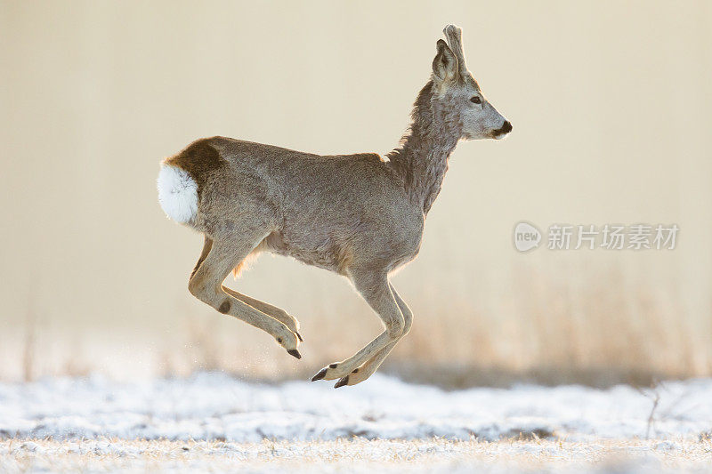 鹿(学名:Capreolus Capreolus)